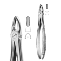 Forcep 1 Upper Canines